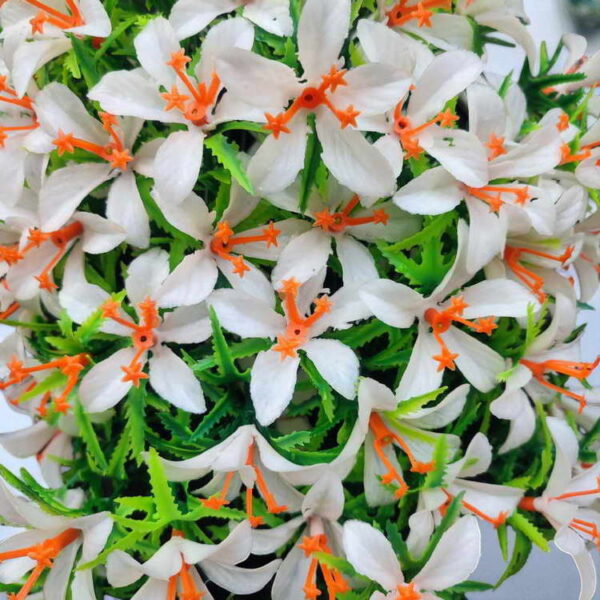 Bunga Rambat Dinding Jocelyn Florist