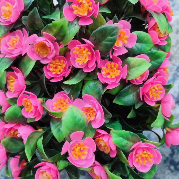 Bunga Rambat Dinding Jocelyn Florist