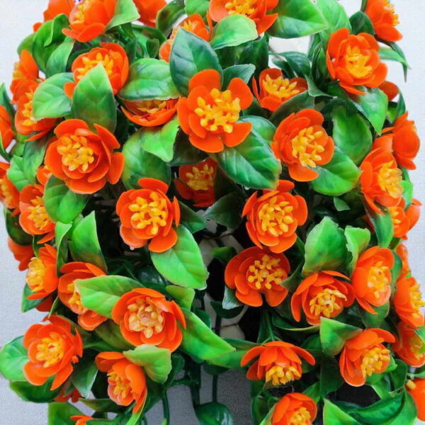 Bunga Rambat Dinding Jocelyn Florist