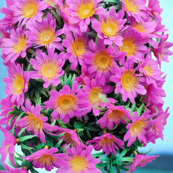 Bunga Rambat Dinding Jocelyn Florist