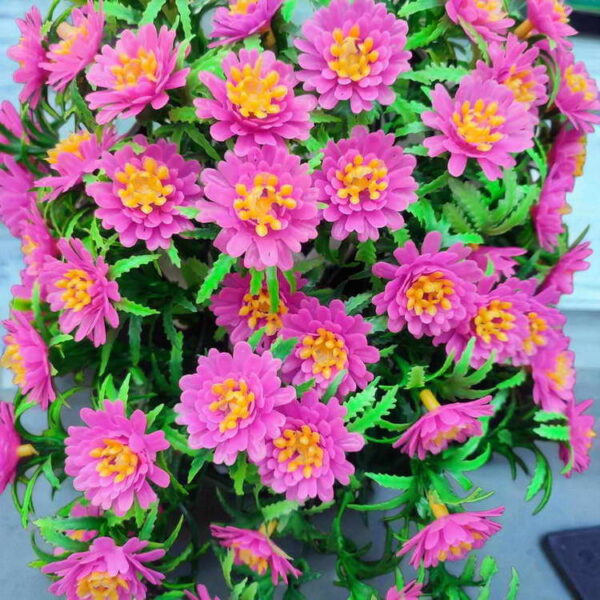 Bunga Rambat Dinding Jocelyn Florist