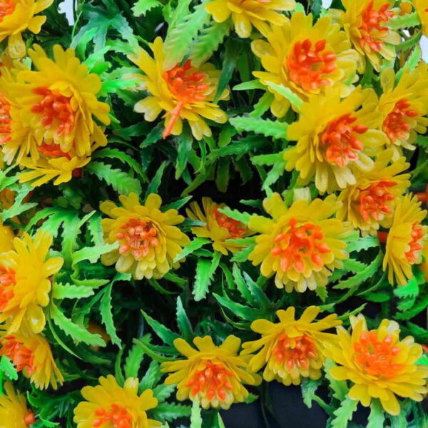 Bunga Rambat Dinding Jocelyn Florist