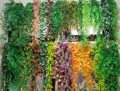 Tanaman Rambat Dinding Jocelyn Florist
