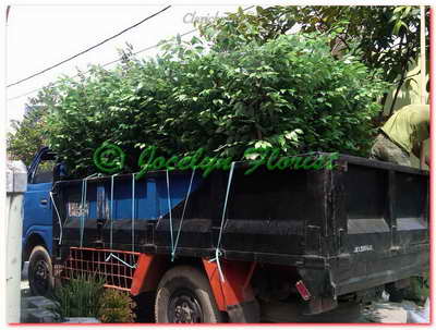 Pohon Plastik Artifisial Jocelyn Florist