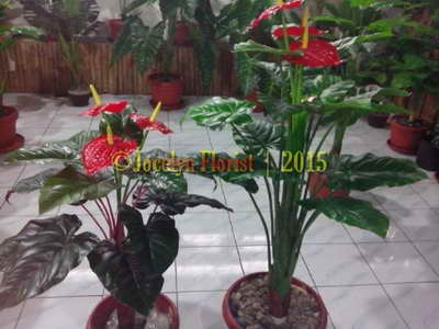 Tanaman Artifisial Plastik Hiasan Jocelyn Florist