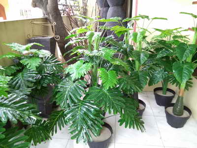 Tanaman Plastik Artifisial Jocelyn Florist