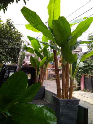 Tanaman Plastik Artifisial Jocelyn Florist