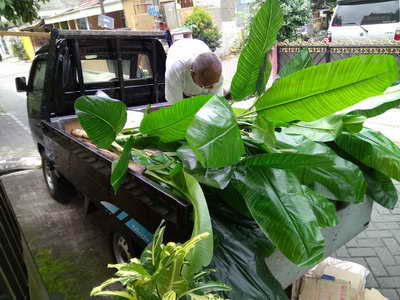 Tanaman Plastik Jocelyn Florist