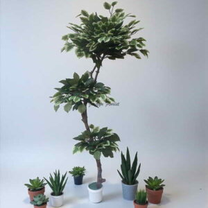 Pohon Beringin Variegata Bonsai 150 cm Sentuhan Unik Alami di Setiap Sudut Ruangan
